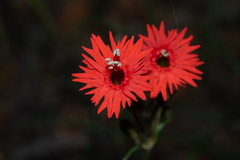 Silene laciniata laciniata
