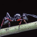 長痕棘山蟻 - Photo 由 Prajwal J Ullal 所上傳的 (c) Prajwal J Ullal，保留部份權利CC BY-NC