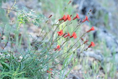 Silene laciniata laciniata