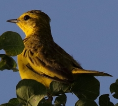 Tmetothylacus tenellus