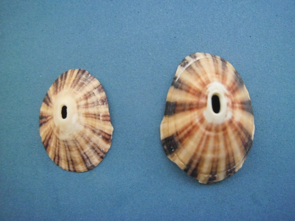 Rayed Keyhole Limpet