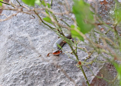 Plestiodon tetragrammus