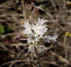 Allium lacunosum