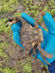 Charybdis japonica