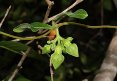 Periplocoideae