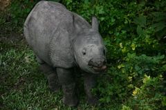 Rhinoceros unicornis