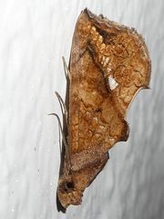 Plusiodonta arctipennis