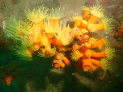 Dendrophyllia arbuscula