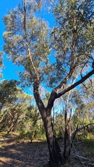 Eucalyptus sieberi