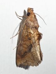 Plusiodonta arctipennis