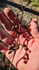 Eucalyptus sieberi