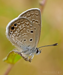 Hemiargus ceraunus astenidas