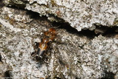 Phymatodes obliquus