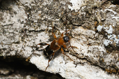 Phymatodes obliquus