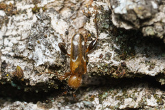 Phymatodes obliquus