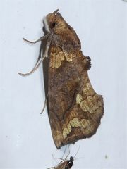 Plusiodonta arctipennis