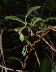 Periplocoideae