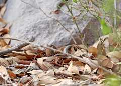 Plestiodon tetragrammus