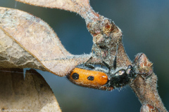 Psoa quadrisignata