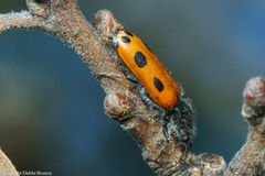 Psoa quadrisignata