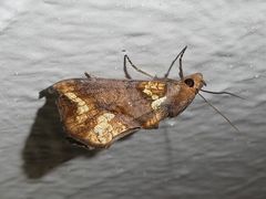 Plusiodonta arctipennis