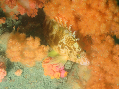 Cirrhitichthys aureus