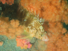 Cirrhitichthys aureus