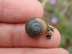 Helminthoglypta tudiculata