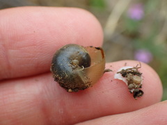 Helminthoglypta tudiculata