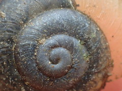 Helminthoglypta tudiculata