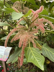 Acalypha hispida