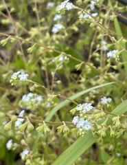 Trigonotis peduncularis