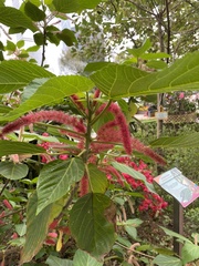 Acalypha hispida