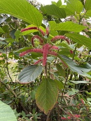 Acalypha hispida