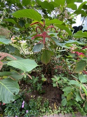 Acalypha hispida