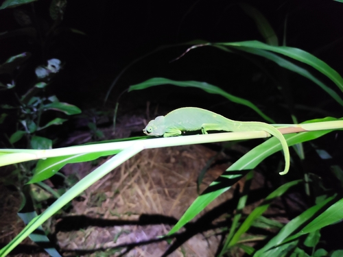 Mayotte Chameleon, Furcifer polleni