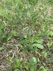 Vicia sativa