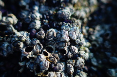 Chthamalus hedgecocki