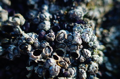 Chthamalus hedgecocki