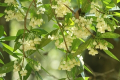 Elaeocarpus grandiflorus