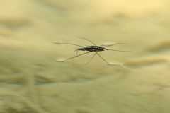Cylindrostethus