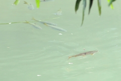 Hampala macrolepidota