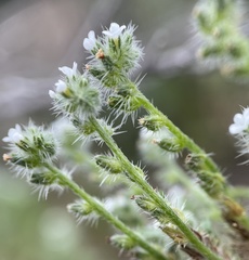 Cryptantha microstachys