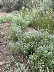 Cryptantha microstachys