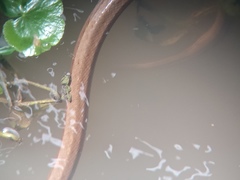 Mesotes strigatus