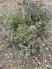Cryptantha microstachys