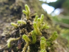 Cladomnion ericoides