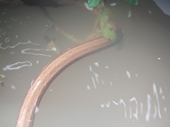 Mesotes strigatus