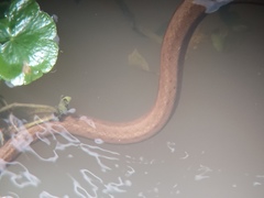 Mesotes strigatus
