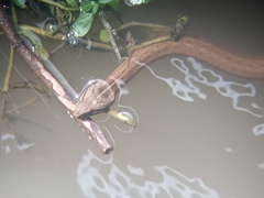 Mesotes strigatus